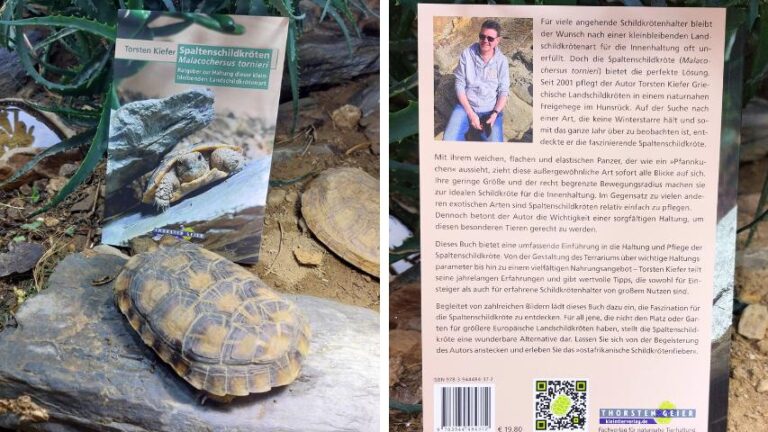 Spaltenschildkröten Malacochersus tornieri: Ratgeber zur Haltung dieser kleinbleibenden Landschildkrötenart