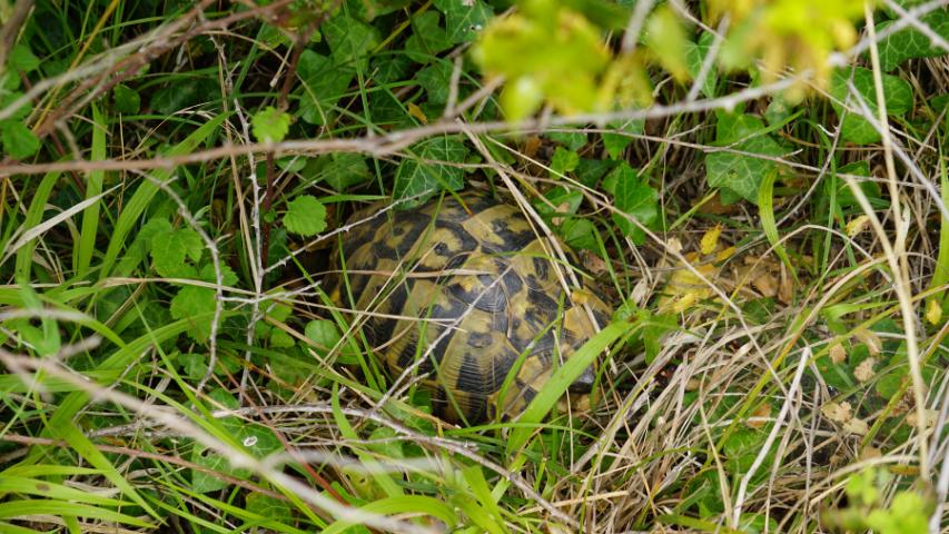 Grieschische Landschildkröte (Testudo hermanni boettgeri) in einem natürlichen Habitat in Griechenland
