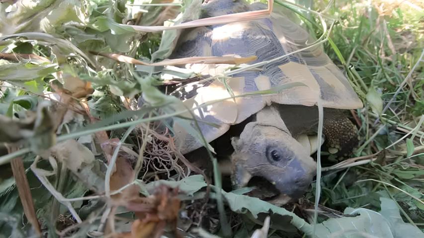 Landschildkröten und Hitze: Kräuterheu - selbst getrocknet