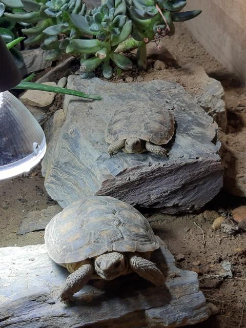 Das "neue" Innengehege für die Spaltenschildkröten