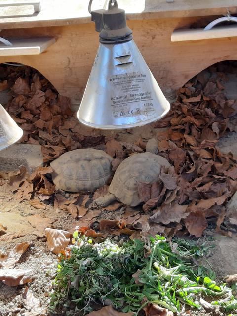Posthibernale Anorexie-Arbeiten im und am Schildkrötengehege-Monat März