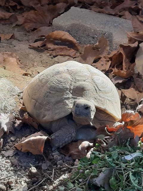 Arbeiten im und am Schildkrötengehege-Monat März