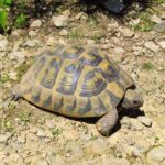 Griechische Landschildkröte im Schildkrötengehege