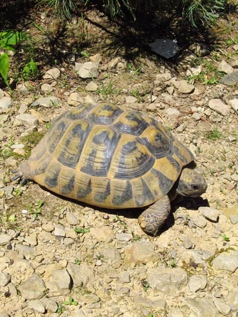 Griechische Landschildkröte im Schildkrötengehege