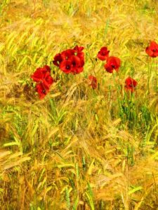 Wildkräuter-Klatschmohn im Getreidefeld