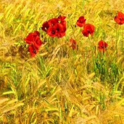 Top 10-Wildkräuter für Landschildkröten Wildkräuter-Klatschmohn im Getreidefeld