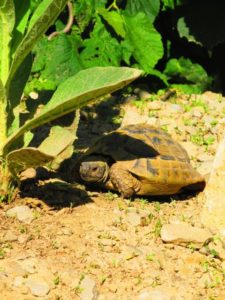 Griechische Landschildkröte (Testudo hermanni hermanni) in unserem Schildkrötengehege