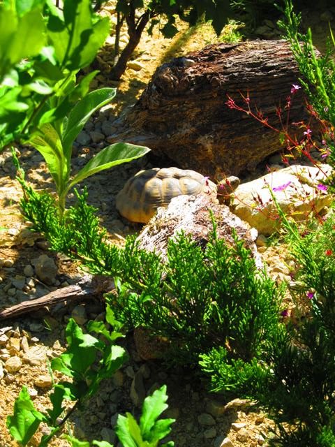 Gehegebau-Griechische Landschildkröte im neuen Gehege