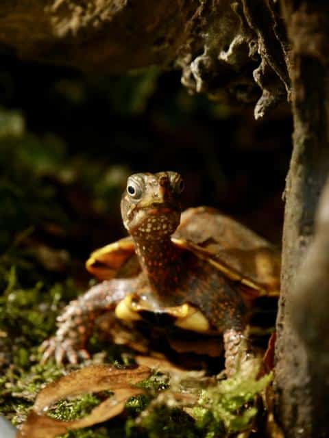 Fridolin (Chinesische Zacken-Erdschildkröte)