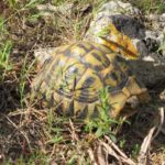 Gastrointestinale Endoparasiten bei herbivoren Landschildkröten in Deutschland