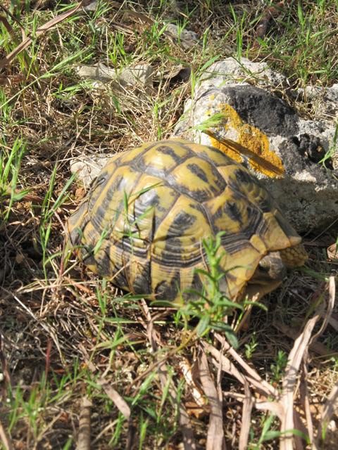 Grichische Landschildkröte auf Mallorca