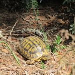Sektionen bei Landschildkröten