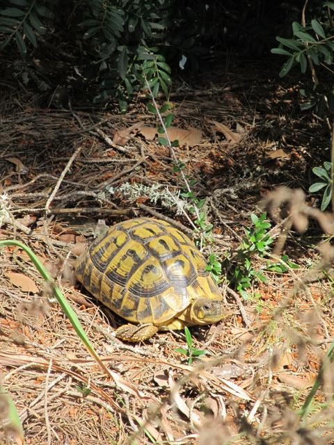 Testudo hermanni hermann auf Mallorca