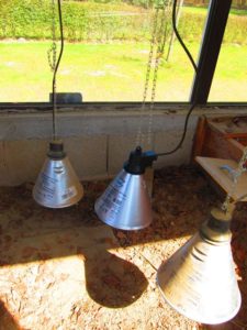 Die drei Wärmelampen im Schildkrötenhaus-die mittlere mit UV-Lampe