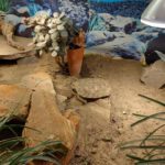 Ostafrikanische Spaltenschildkröten (Malacochersus tornieri)-Innengehege von Barbara Hentschke (1)