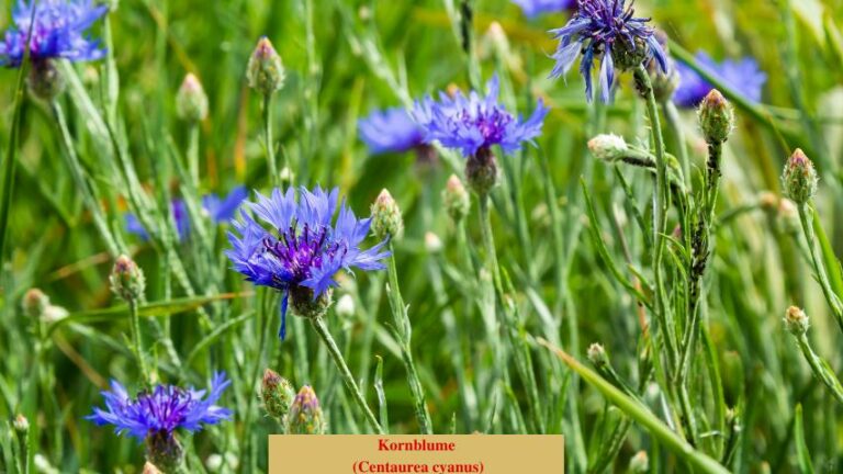 Kaltkeimer-Kornblume (Centaurea cyanus)