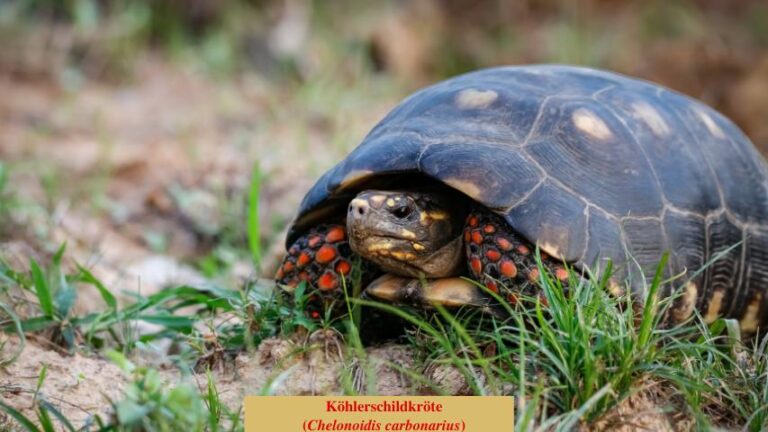 Köhlerschildkröte (Chelonoidis carbonarius)