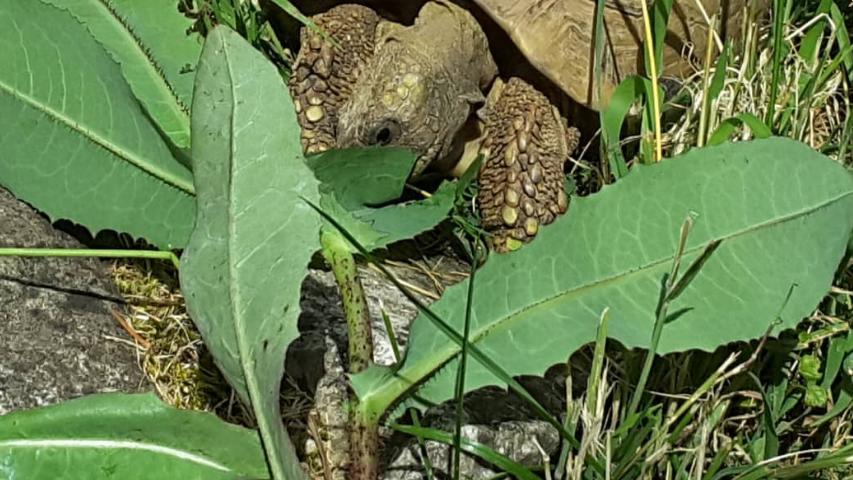 Futterpflanzen für Schildkröten