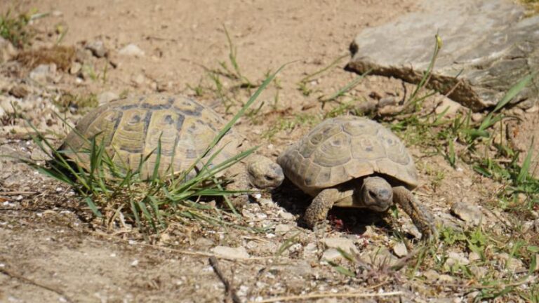 Koprophagie bei Europäischen Landschildkröten