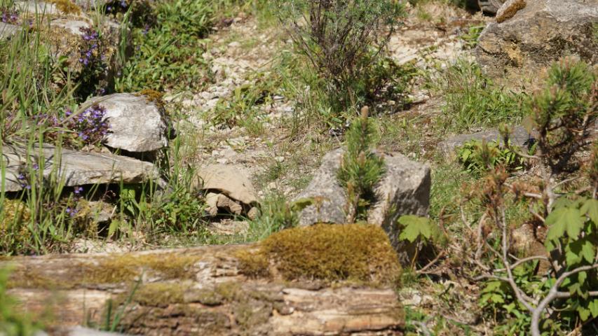 Griechische Landschildkröte (Testduo hermanni boettgeri) in unserem naturnahen Freigehege