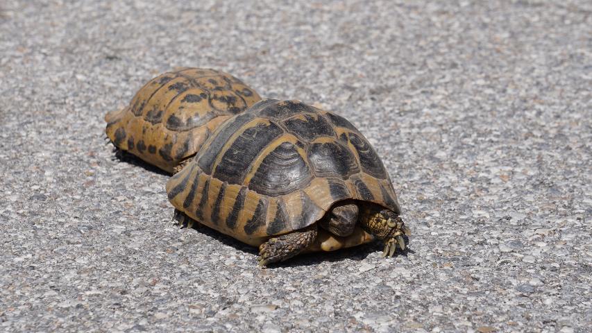 griechische Landschildkröten auf der Straße
