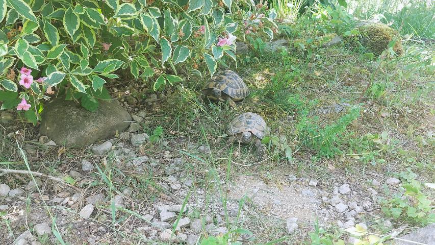 Landschildkröten und Hitze - Struktur mit Gehegepflanzen