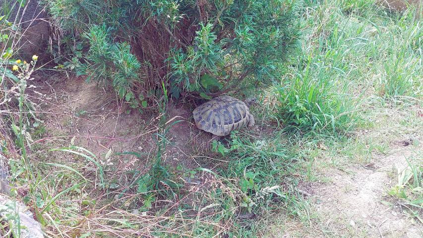 Landschildkröten und Hitze - Struktur mit Gehegepflanzen