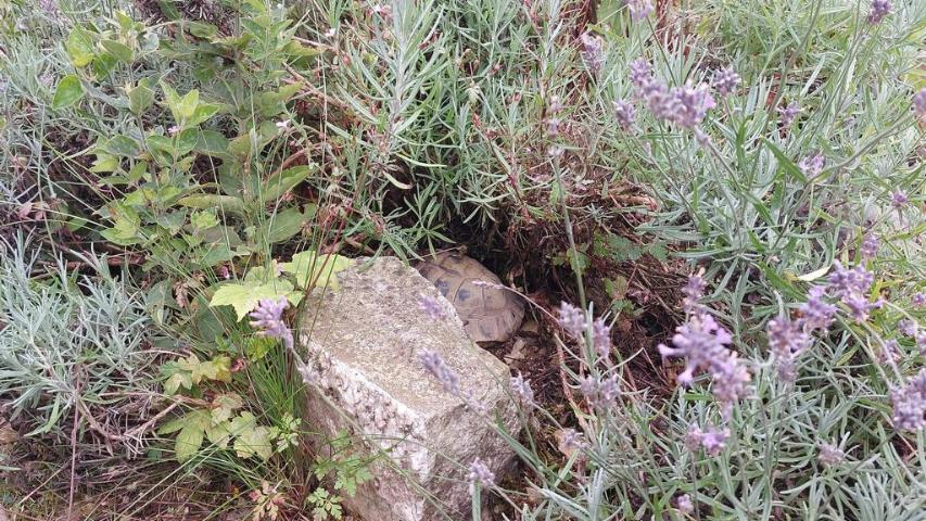 Landschildkröten und Hitze - Struktur mit Gehegepflanzen