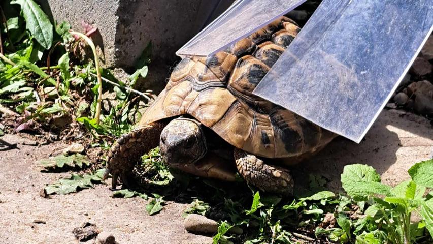 Legenot bei Landschildkröten