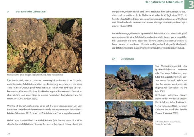 Spaltenschildkröten Malacochersus tornieri: Ratgeber zur Haltung dieser kleinbleibenden Landschildkrötenart