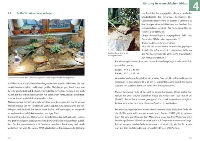 Spaltenschildkröten Malacochersus tornieri: Ratgeber zur Haltung dieser kleinbleibenden Landschildkrötenart