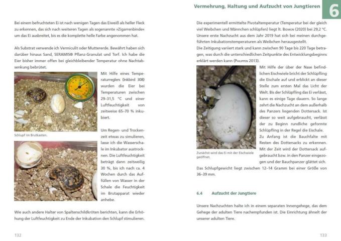 Spaltenschildkröten Malacochersus tornieri: Ratgeber zur Haltung dieser kleinbleibenden Landschildkrötenart