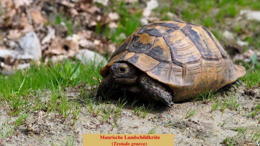 Maurische Landschildkröte (Testudo graeca)