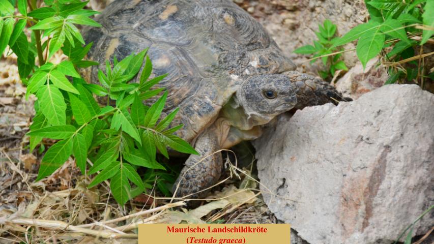 Maurische Landschildkröte (Testudo graeca)