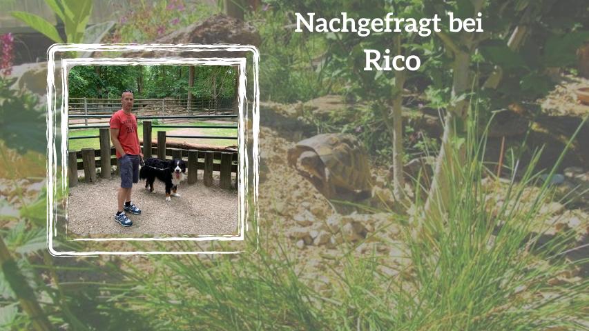 Nachgefragt bei Rico