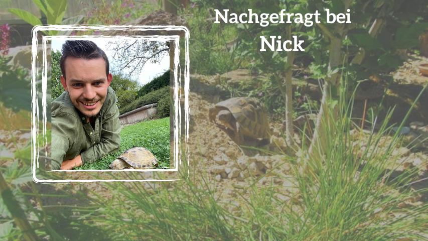 Nachgefragt bei Nick