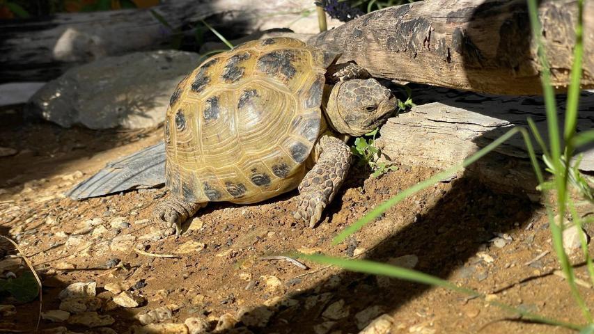 Testudo horsfieldii