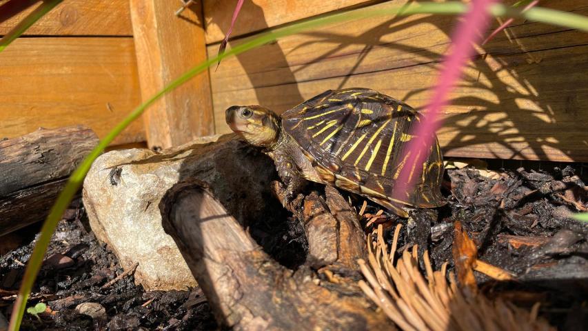 Florida-Dosenschildkröte (Terrapene carolina)