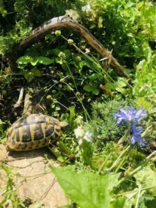 Landschildkröten-Sticks 3,3 Kg Im 10 Liter Eimer – Futter Für Reptilien & Schildkröten