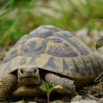 Nachlassregelung bei Schildkröten-Weibchen einer griechischen Landschildkröte
