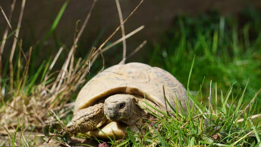 Nachlassregelung bei Schildkröten-Unsere Susi