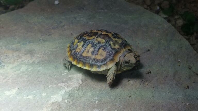 Nachwuchs bei den „Pancakes“