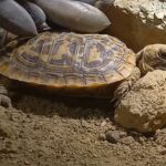 Inkubation und Zucht von ostafrikanischen Spaltenschildkröten