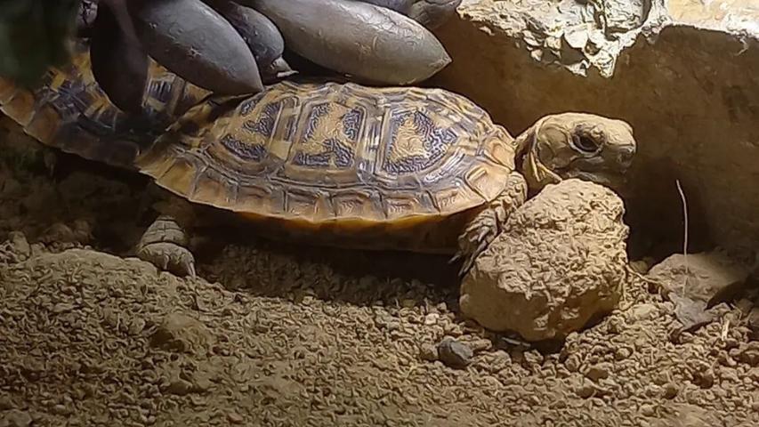 Inkubation und Zucht von ostafrikanischen Spaltenschildkröten