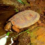 Schildkröte frühbeet - Die qualitativsten Schildkröte frühbeet verglichen