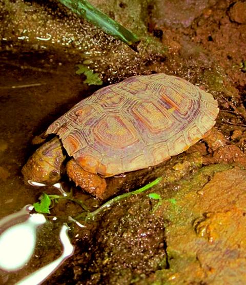 Nachzucht Spaltenschildkröte