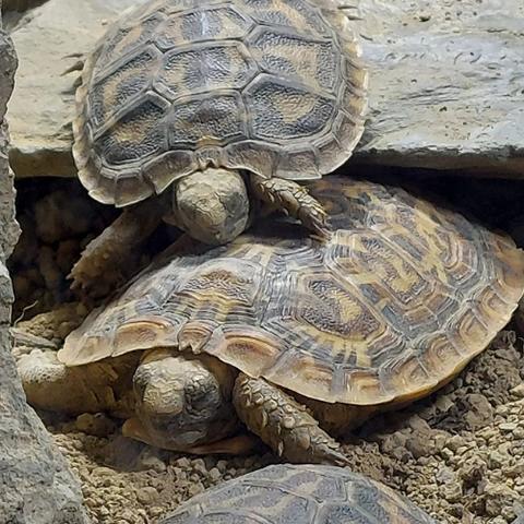 Spaltenschildkröten