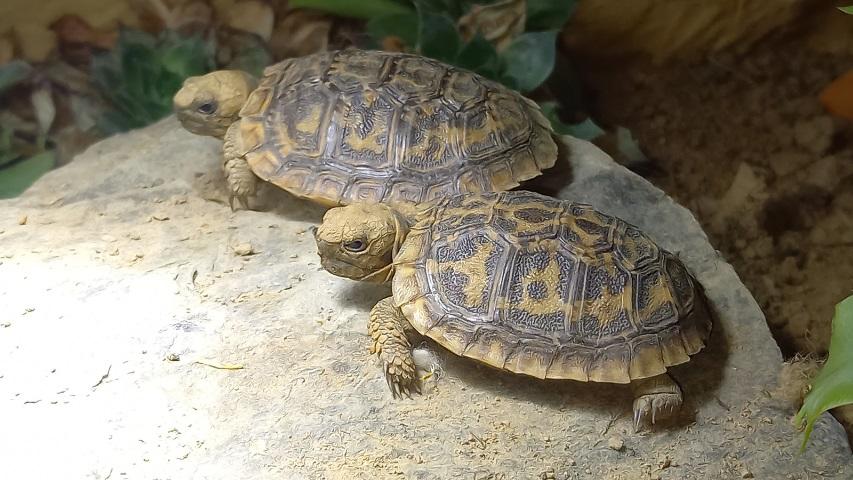 Nachzucht ostafrikanische Spaltenschildkröten