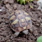 Arbeiten im und am Schildkrötengehege-Monat April