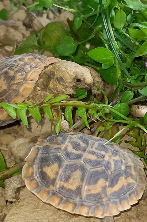 Spaltenschildkröten beim Fressen